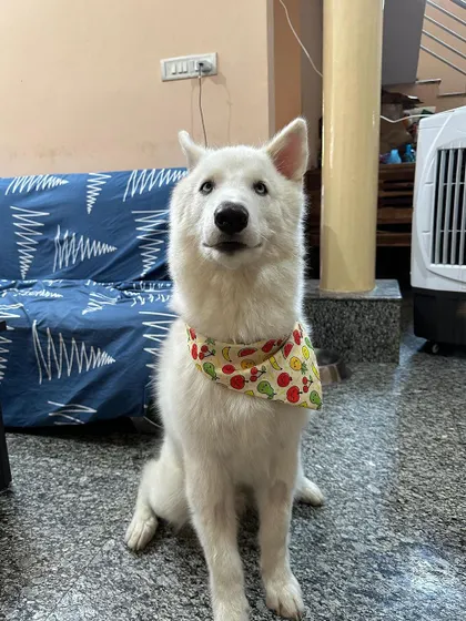 Vegas, looking proud and happy in his bandana, is now adopted. We ensure all our dogs are vaccinated and dewormed before they go to their new homes.