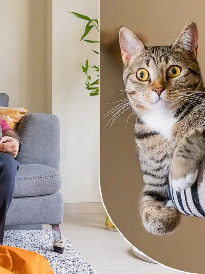 A collage featuring Olive the cat. The main image shows her unique personality, while the inset captures a quiet moment with her dad on the couch.
