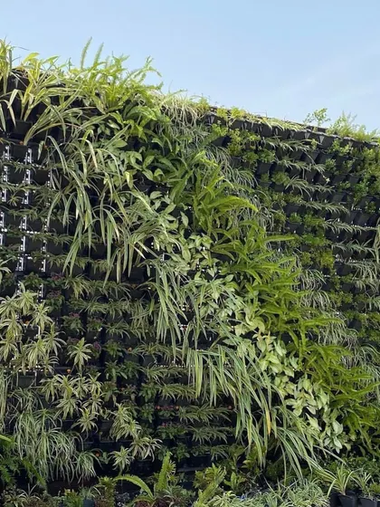 A closer look at the texture and variety in a green wall. I combine plants with different leaf shapes and shades, like the variegated Spider Plant, to ensure the wall is visually interesting and thrives.