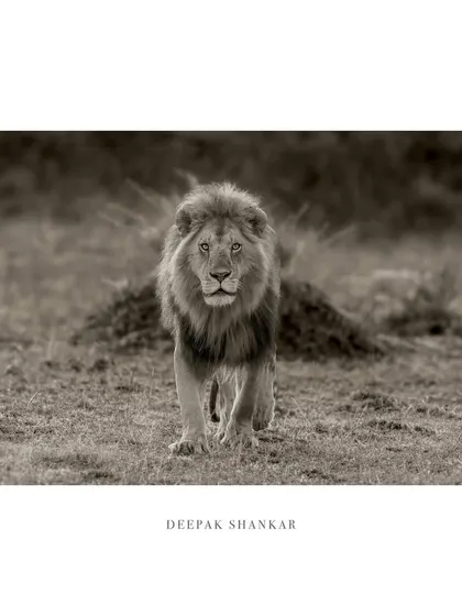 A king's stare, a story untold. The warm monochrome tone gives this image a vintage, timeless feel, like a classic portrait from a bygone era of exploration.