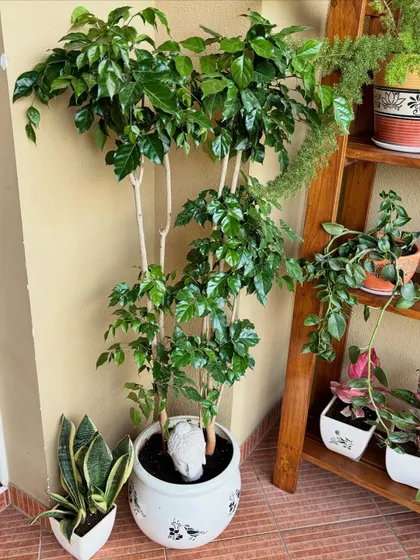 And here is the final result. The repurposed stand now neatly holds a variety of plants, including a beautiful braided hibiscus, completely changing the look and feel of this corner.