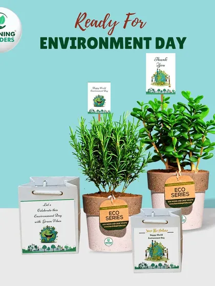 Another combination for Environment Day, featuring a Jade plant and Rosemary in our sustainable, two-toned Eco-Series pots.