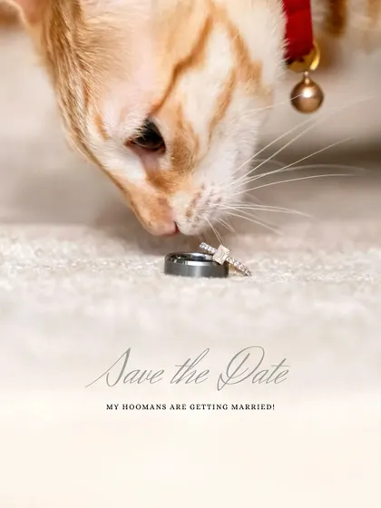Who says dogs get to have all the fun? This "Save the Date" announcement featuring Toffee the cat and his humans' rings was a creative way to include the whole family. I love working with you to come up with unique ideas for your milestone announcements.