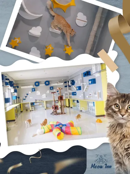 This collage captures the essence of Meow Inn, a true cat lover's heaven. It showcases the colorful play tunnels and wall-mounted furniture that make our space so unique.