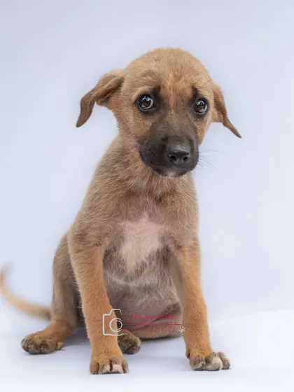 The face of a puppy who needs a home. The simple, clean background of a studio shoot helps to create a powerful, emotional connection.