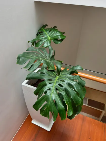 A Monstera plant on a staircase landing, captured during a routine plant check-up. We love seeing our plants thrive and fill the spaces they were designed for.