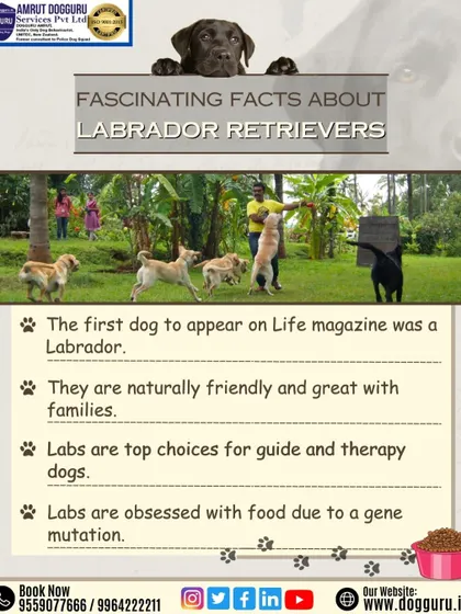 Learn some fascinating facts about the Labrador Retriever. While known for being friendly family pets, their keen nose and eagerness to please also make them top choices for detection, guide, and therapy work.