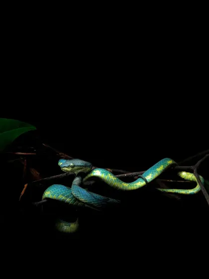 The rare and elusive blue morph of a Bamboo Pit Viper. Interestingly, recent studies suggest that all blue morphs are males, a fascinating fact I learned in the field.
