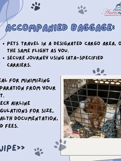 With our Accompanied Baggage service, your pet travels in a designated, climate-controlled cargo area on the same flight as you. This is a secure and popular option that minimizes separation time.