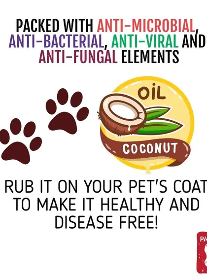 Coconut oil is a superfood for dogs. It has anti-microbial properties and is great for their skin and coat. You can feed it to them or even rub it on their coat.