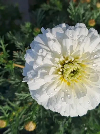 An overhead shot of the white flower.