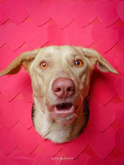 The same fun "hole-in-the-wall" concept, capturing that wide-eyed, happy expression. These shoots are all about fun.