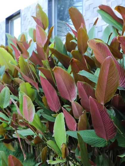 The colorful new growth on these Calathea plants shows shades of pink and red, adding interest to a foliage-focused design.