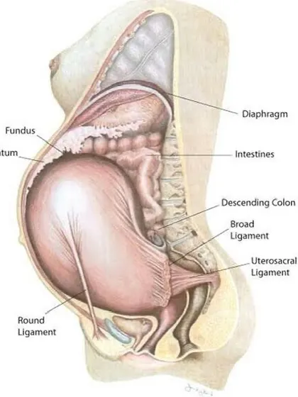 This anatomical view shows how your internal organs shift to make space for your growing uterus. After birth, everything needs time to settle back into place. This is why I emphasize profound rest and gentle postnatal movement to support your body's natural recovery process.