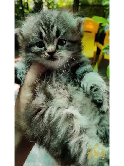 Just look at that fluffy belly! This silver tabby kitten is relaxed and content being held, a sign of a well-socialized and trusting little cat. Tabby cats are known for their beautiful, distinctive striped patterns.