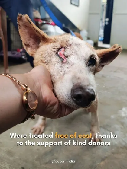 Each of these animals was treated free of cost, thanks to the support of our kind donors. Your contributions directly fund these life-saving treatments.