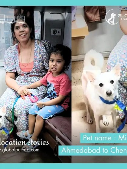 Mishu, a charming Indian Spitz, traveling with his family from Ahmedabad to Chennai. We love helping families, including young children, have a hassle-free pet relocation experience.