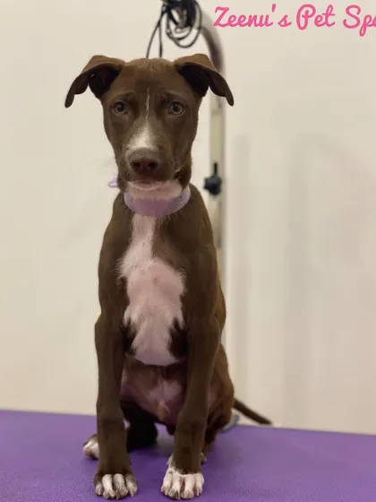 Panta the puppy is looking calm and curious after her first light grooming session. Early and positive experiences are key to a lifetime of happy grooming.
