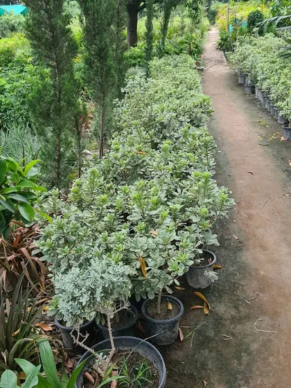 A pathway in my nursery lined with rows of potted shrubs and trees, giving you an idea of the extensive stock I maintain.