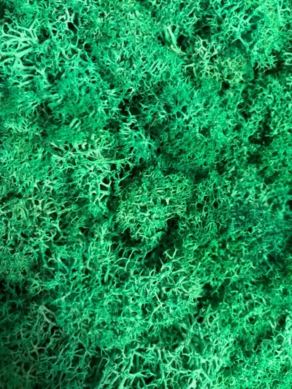 A macro close-up of the preserved reindeer moss, showcasing its vibrant green color and unique, spongy texture.