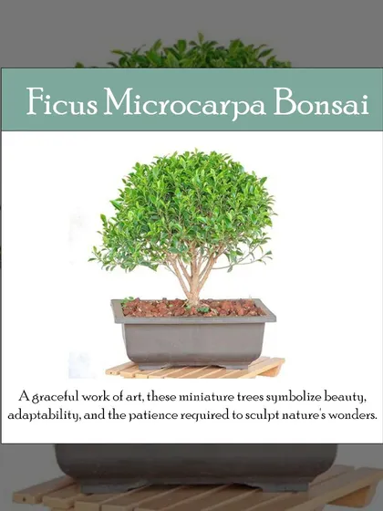 The Ficus Microcarpa Bonsai is a living work of art. This miniature tree, with its graceful shape and lush green canopy, symbolizes beauty and adaptability, making it a sophisticated and meaningful gift or a centerpiece for a zen-inspired space.