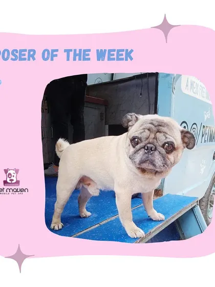 This charming Pug is striking a pose on the ramp of our mobile grooming van. We make sure even short-haired breeds get the full spa treatment to keep their coats shiny and healthy.