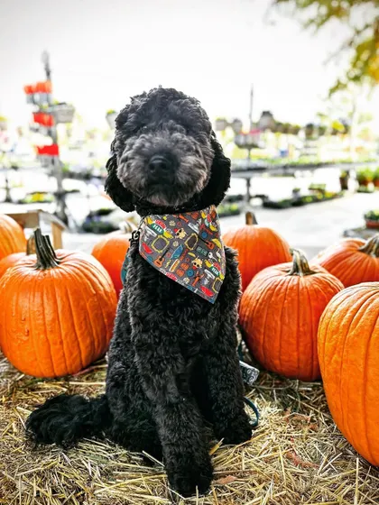 Ozzie, our Labradoodle graduate, looking festive at a pumpkin patch. His newfound confidence allows him and his family to enjoy seasonal outings together.