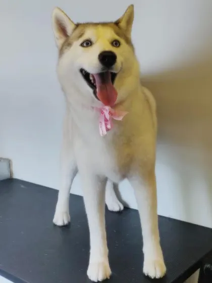 This beautiful white Husky is glowing after its grooming session. Proper grooming helps maintain their stunning double coat.