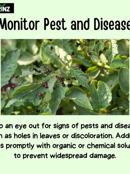 Regularly monitoring your plants for pests and diseases is crucial. Catching issues like holes in leaves or discoloration early allows you to address them before they cause widespread damage.