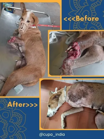From crushed paws to a healed leg, this dog's recovery journey is a story of resilience.