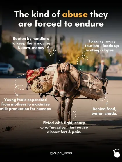 This infographic details the abuse donkeys are forced to endure. They are beaten, overloaded, denied food and water, and fitted with painful wire muzzles.