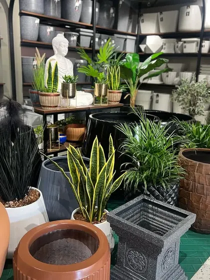 An overview of the diverse planter collection at our store. You can see a mix of materials and styles, from traditional terracotta looks to modern geometric shapes and classic round pots, with a serene Buddha statue as a centerpiece.