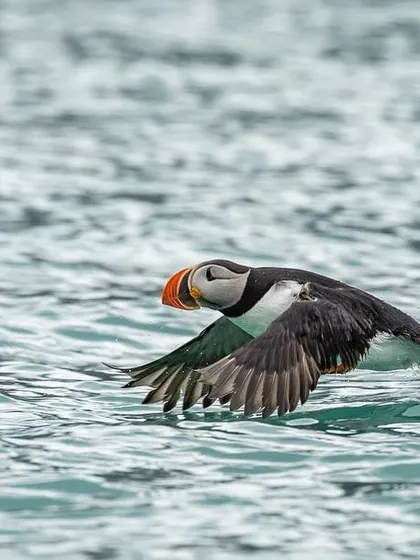 An Atlantic Puffin takes flight, running across the water's surface. Capturing birds in flight is a key skill we practice on our tours, focusing on shutter speed and panning techniques.