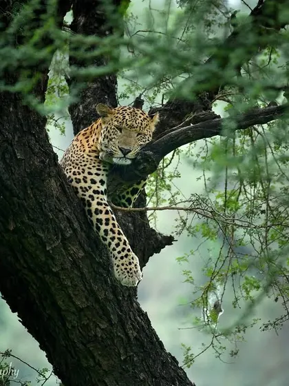 The perfect Sunday mood, demonstrated by Rana the leopard lounging in a tree in Jhalana. A beautiful moment of peace and tranquility in the wild.