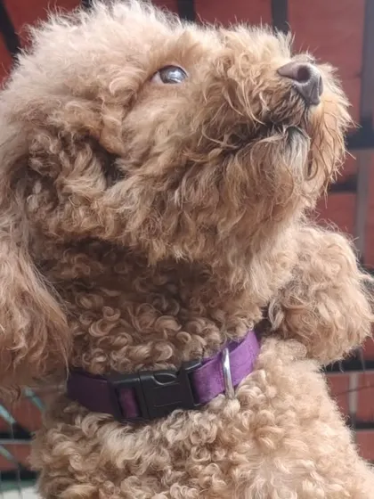 This fluffy Poodle is looking majestic. We welcome all breeds, big and small.