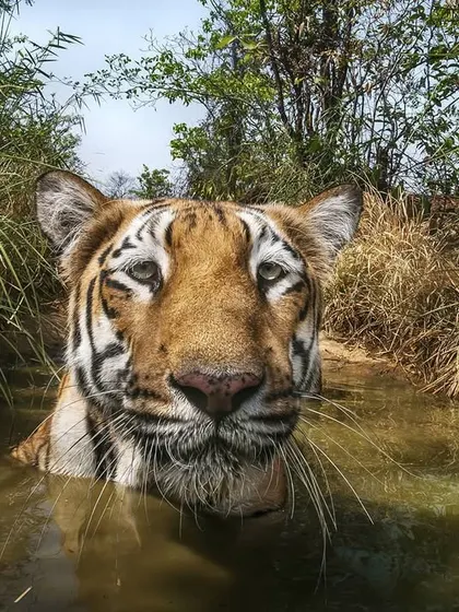 A tiger indulges in a "natural spa," soaking in a cool waterhole to escape the summer heat. Observing and documenting these natural behaviors provides crucial insight into the species' needs and habits.
