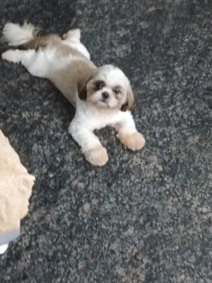 Chilling on the floor after a grooming session. I make sure to leave your pet feeling relaxed and content.