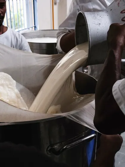 The process begins. Here, we are carefully pouring the milk to begin separating the curds and whey. This is a critical, temperature-sensitive step in creating the foundation for our mozzarella.