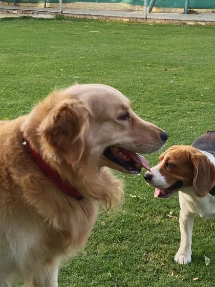 A gentle giant and a little friend sharing a moment. We carefully supervise all interactions to ensure positive and safe socialization for everyone.