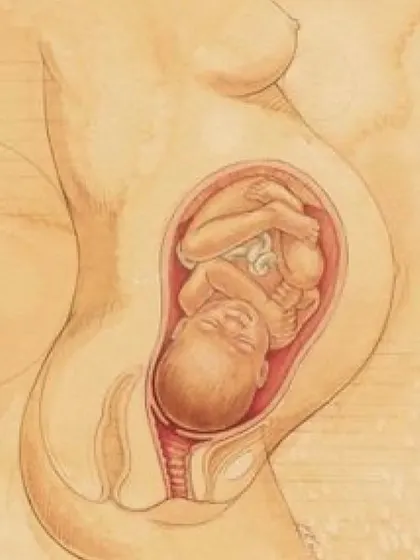 Your body performs a miracle during pregnancy, and it needs time to heal. This illustration shows how the uterus grows, and understanding this anatomy helps explain why profound rest is essential for postpartum recovery. My postnatal guidance focuses on gentle healing for your body.
