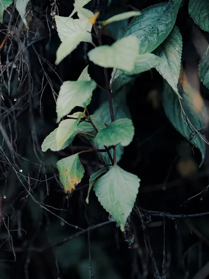 A detail shot of rain on leaves in Mussoorie.