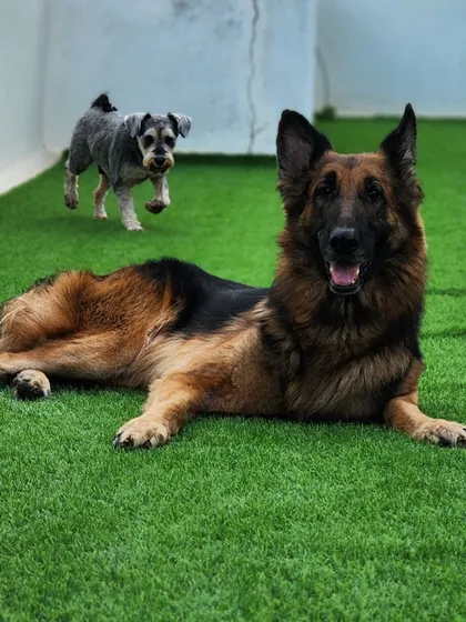 A German Shepherd with a photobombing Schnauzer. There's never a dull moment here.