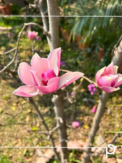 A pink Magnolia flower blooming in the summer. Dormant plants often put on a spectacular show of color as the seasons change.
