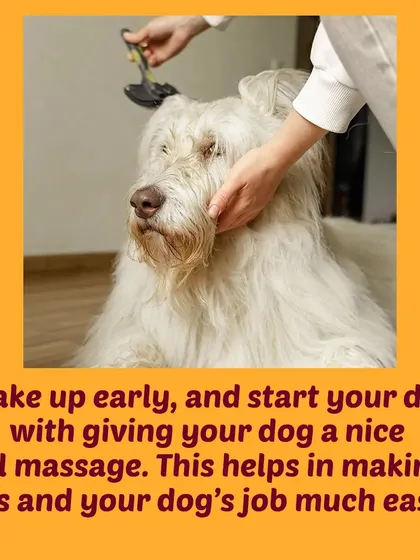 Tip 4: A nice oil massage on the morning of the appointment can help loosen knots and makes the de-matting process much easier and more comfortable for your dog.