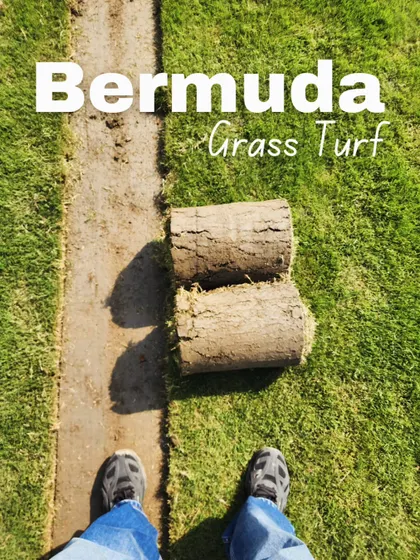 A personal look at our Bermuda grass turf. It's a high-quality option for those seeking a durable and attractive lawn.