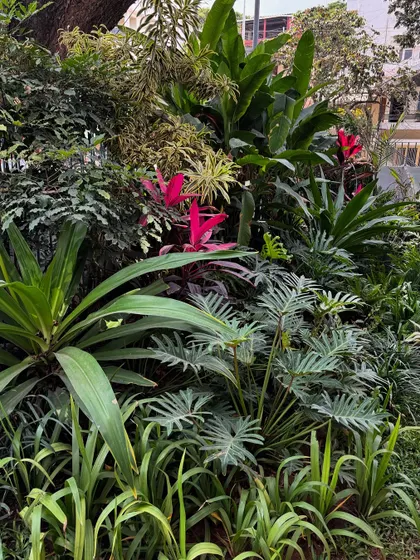 The Cordyline fruticosa, with its vibrant pinkish-red leaves, effortlessly brings a tropical feel and a splash of color to any garden composition.