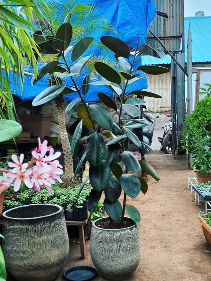 This Black Rubber Plant is going to its new home in a beautiful textured ceramic pot. We love pairing the right plant with the right planter.