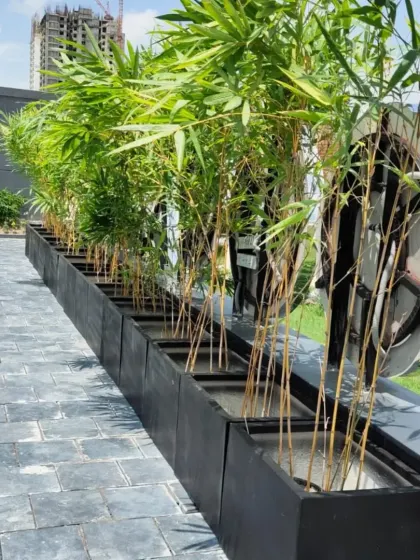 A daytime view of our bamboo privacy screen installation. The tall, slender bamboo stalks create an effective visual barrier while maintaining a light and airy feel, perfect for modern urban landscapes.