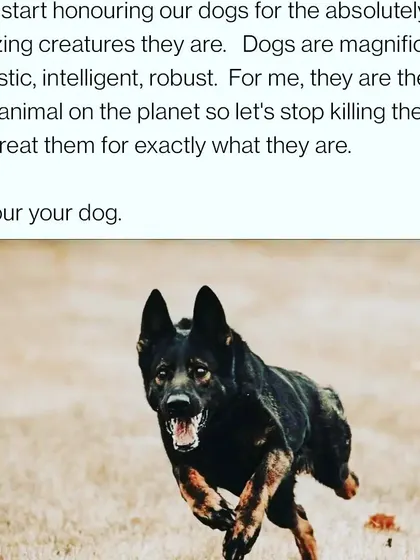 Let's start honouring our dogs for the absolutely amazing creatures they are. They are magnificent, majestic, and intelligent. Let's stop killing them with kindness and treat them for exactly what they are. Honour your dog.