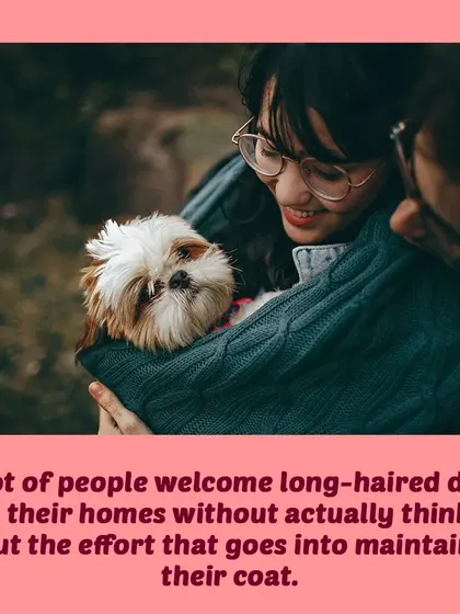 Many people welcome long-haired dogs without realizing the effort needed to maintain their beautiful coats. Let's talk about how to prevent matting.